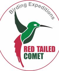 RED TAILED COMET BIRDING AND PHOTOGRAFHY